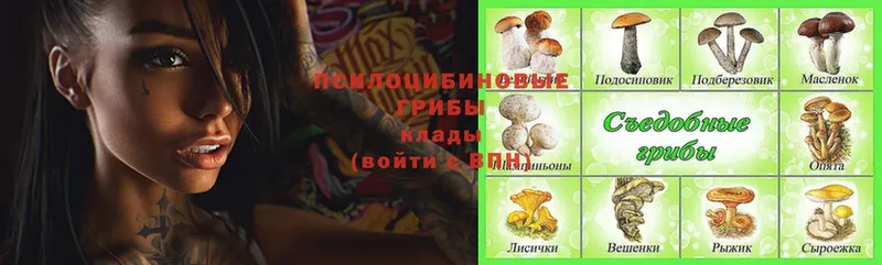 Псилоцибиновые грибы Psilocybe  Пыталово 